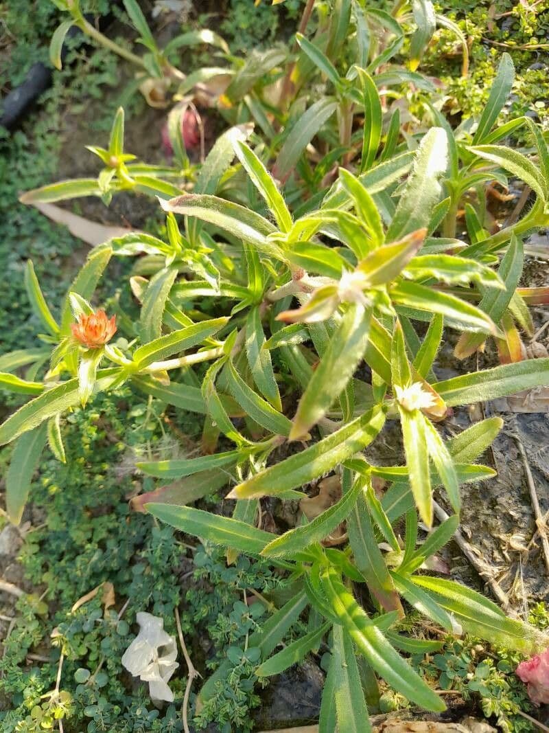 Gomphrena 7