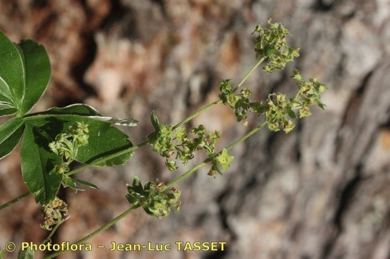 Przytulia blada 4