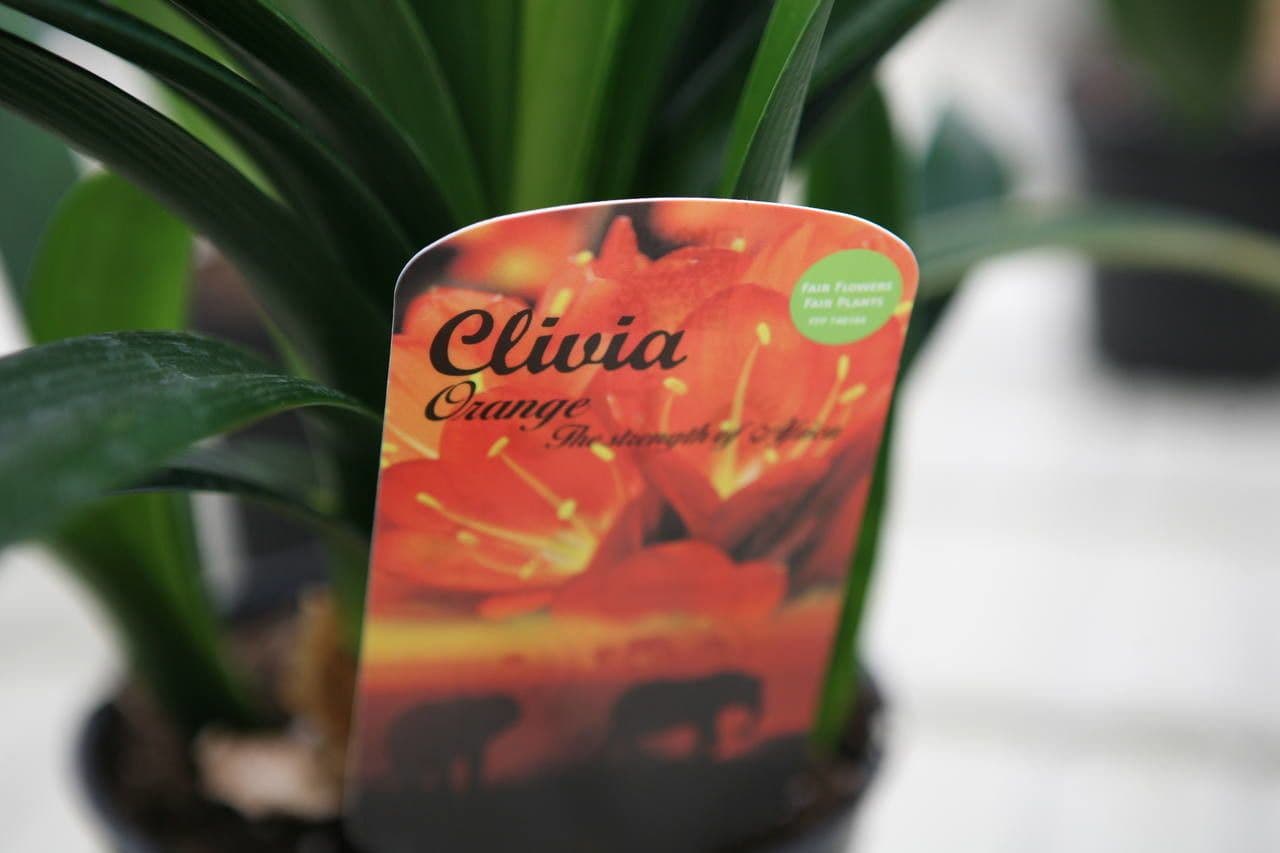 Clivia 28