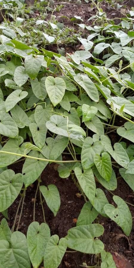 Ipomoea 12