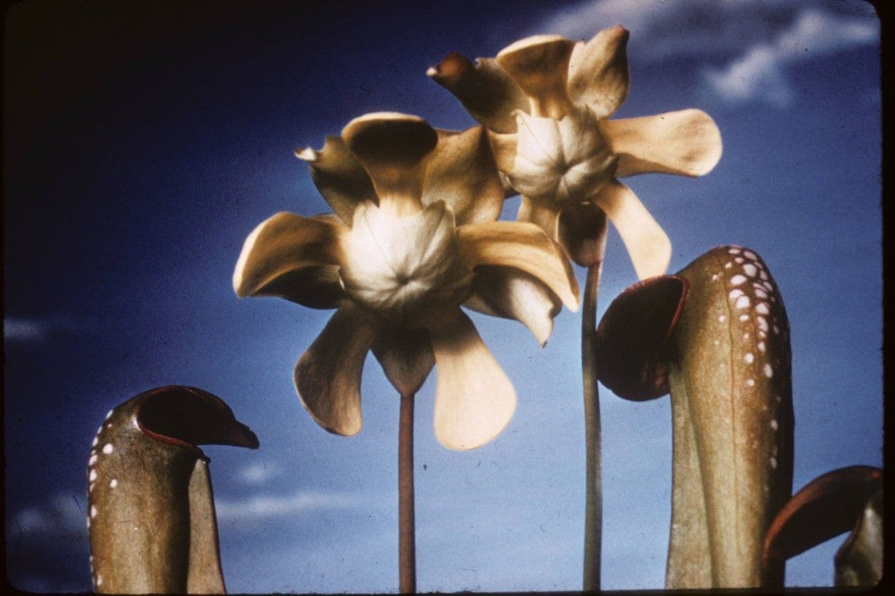 Sarracenia minore 2