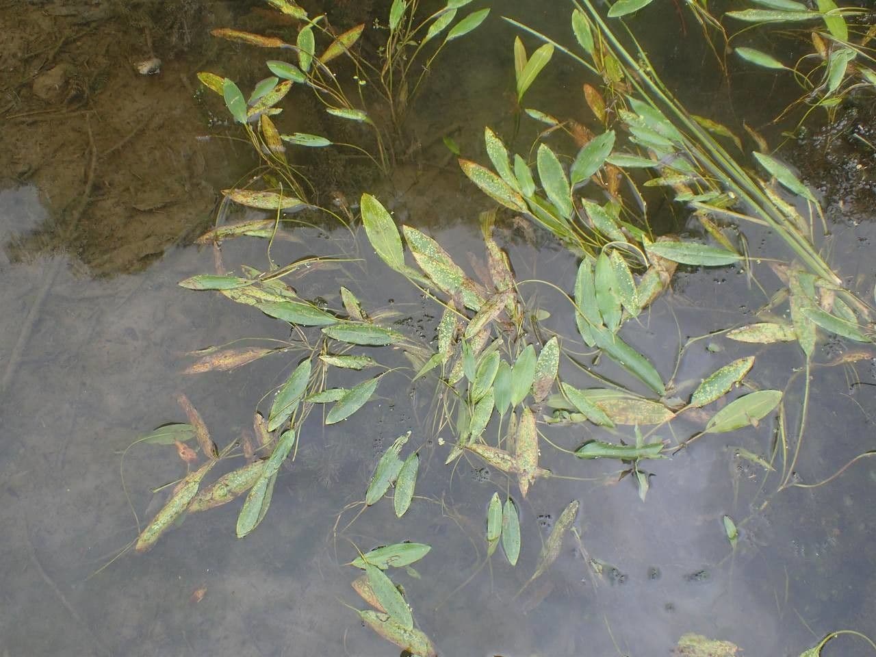 Brasca nodosa 14