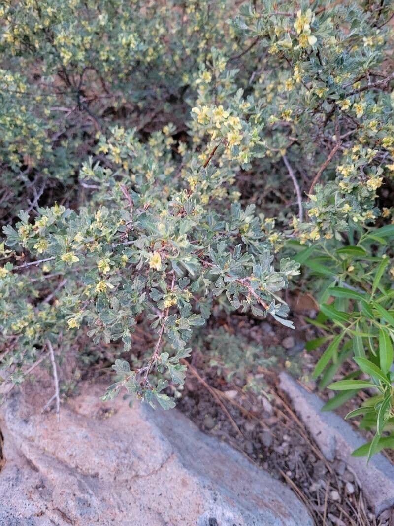 Purshia tridentata 8