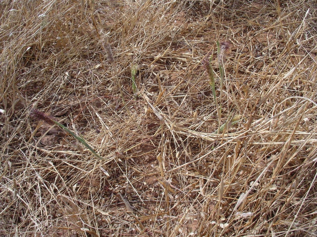 Cenchrus biflorus 14