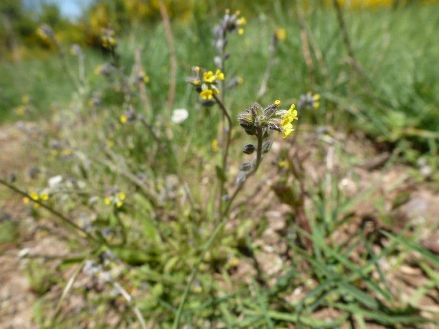 Myosotis 2