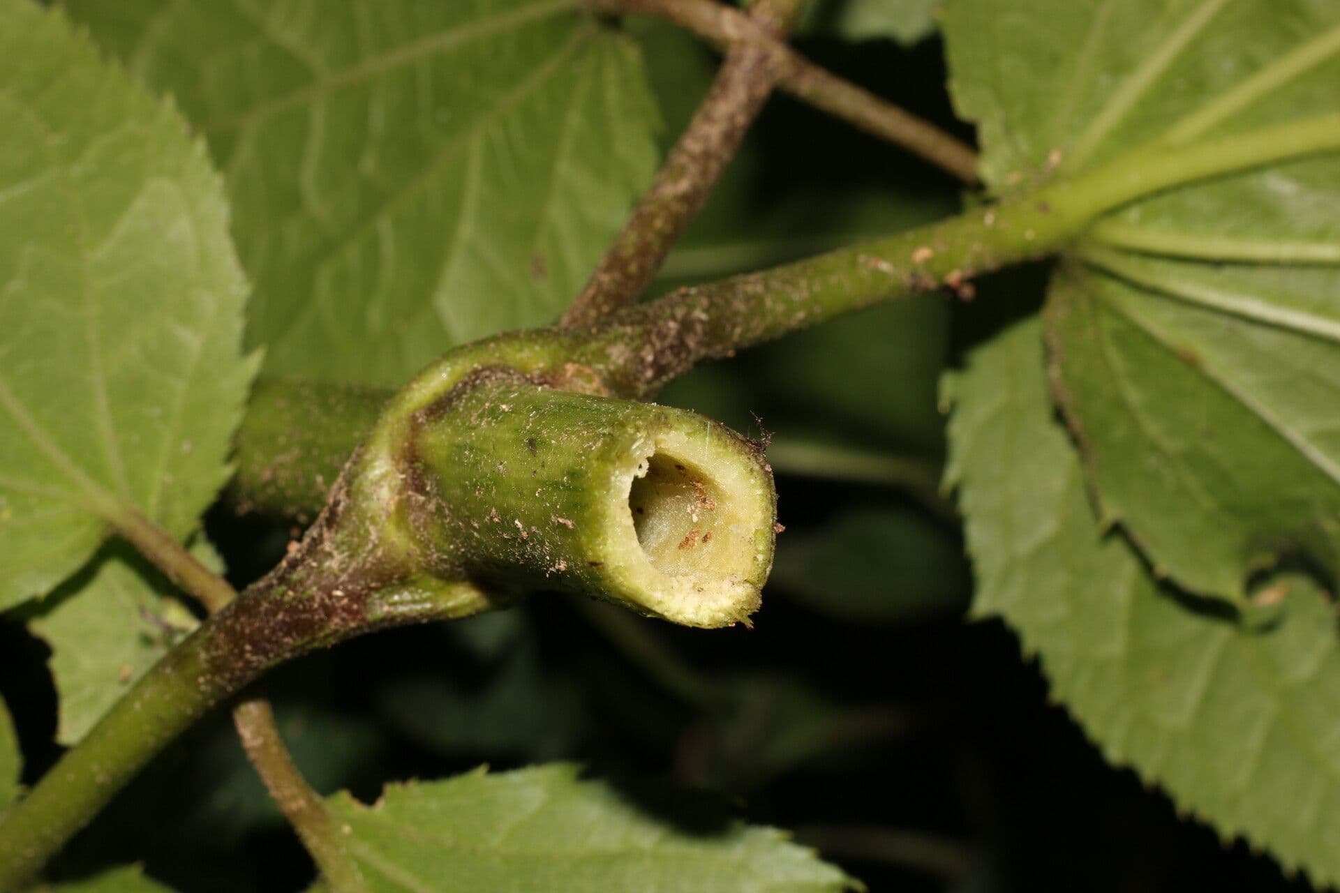 Eupatoriastrum 2