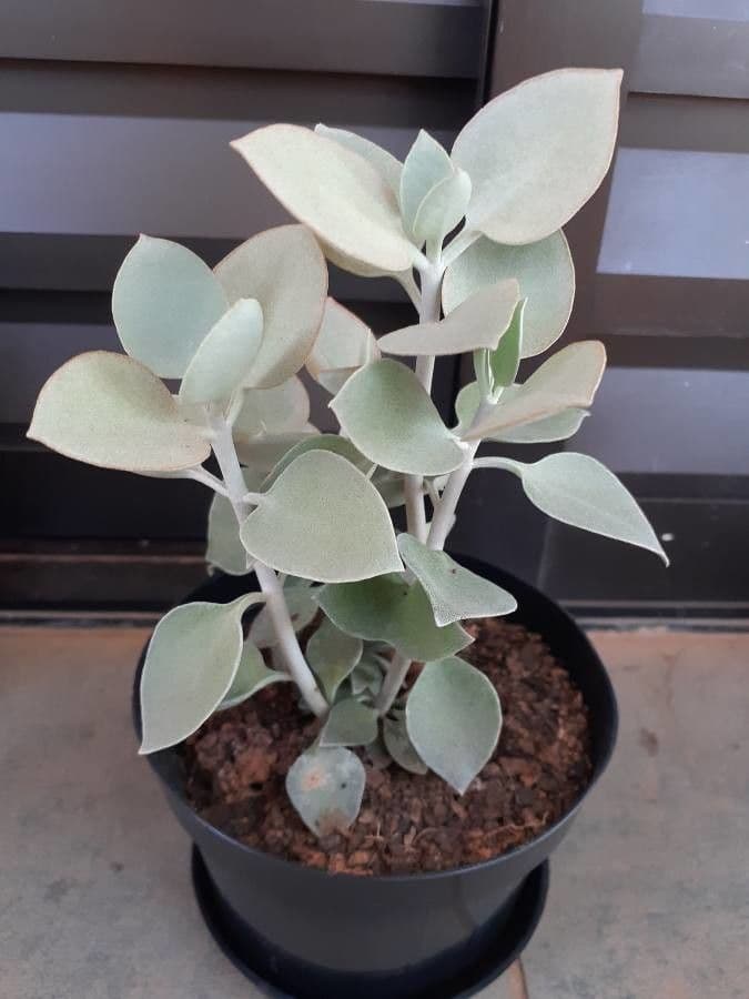 Kalanchoe 9