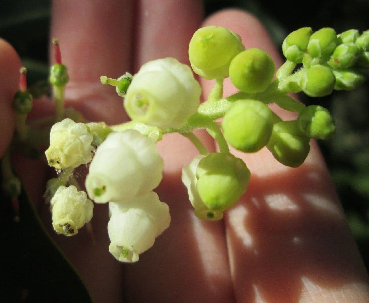 Arbutus menziesii 10