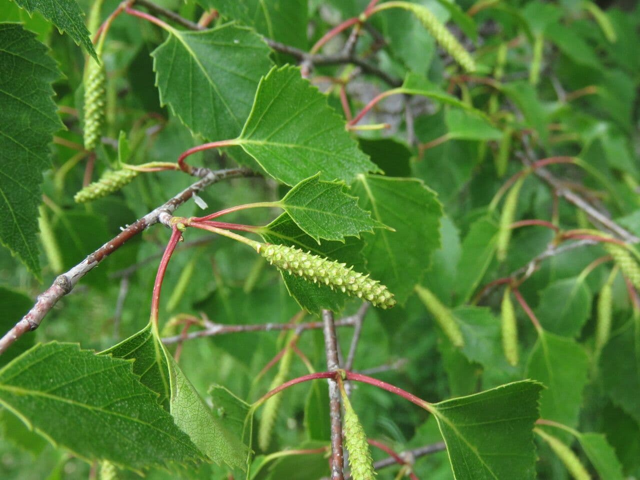 Betulla bianca 10
