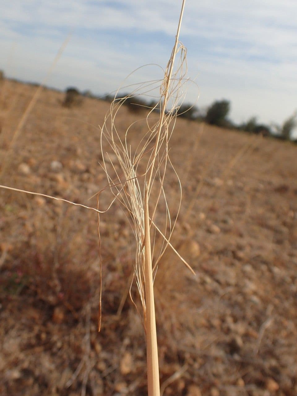 Kavyl vláskovitý 10