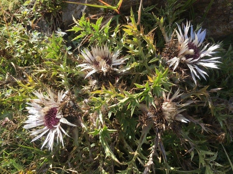 Silberdistel 2