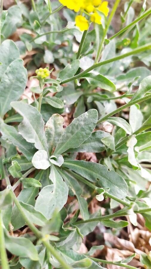 Aurinia saxatilis 20