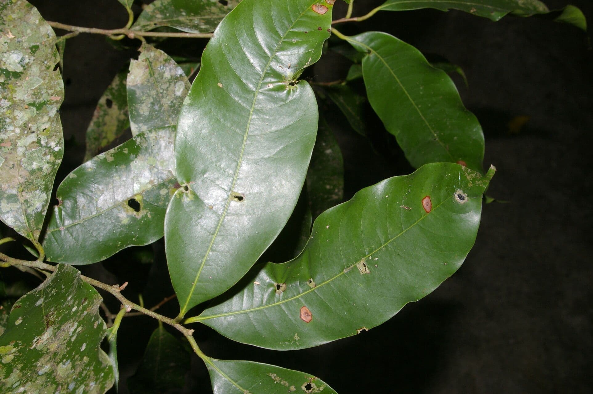 Pouteria 6