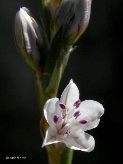 Poligono filiforme 2