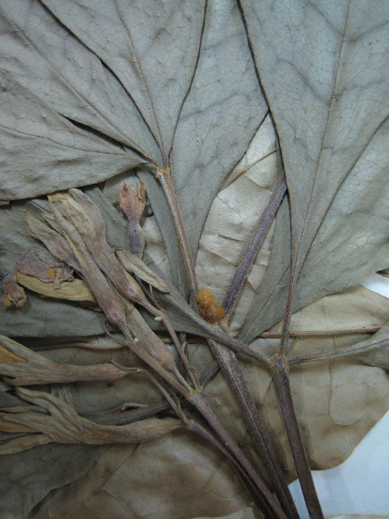 Vitex 7
