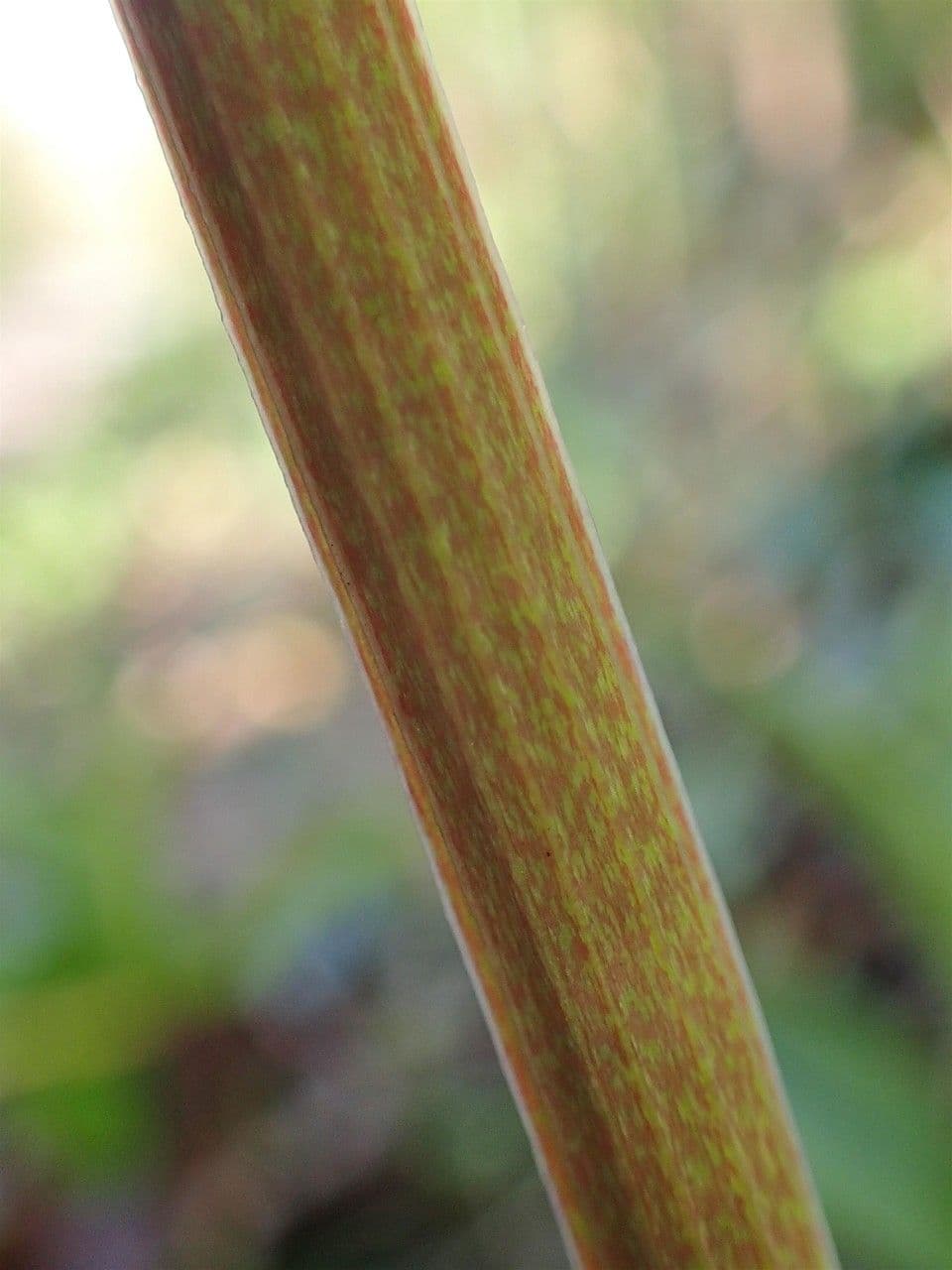 Echtes Salomonssiegel 23