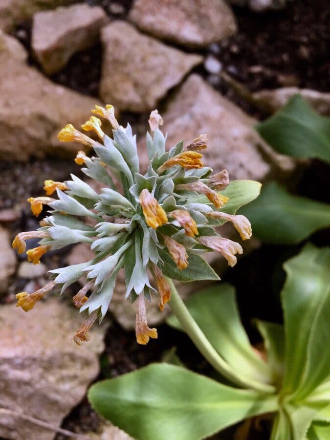 Primula 5