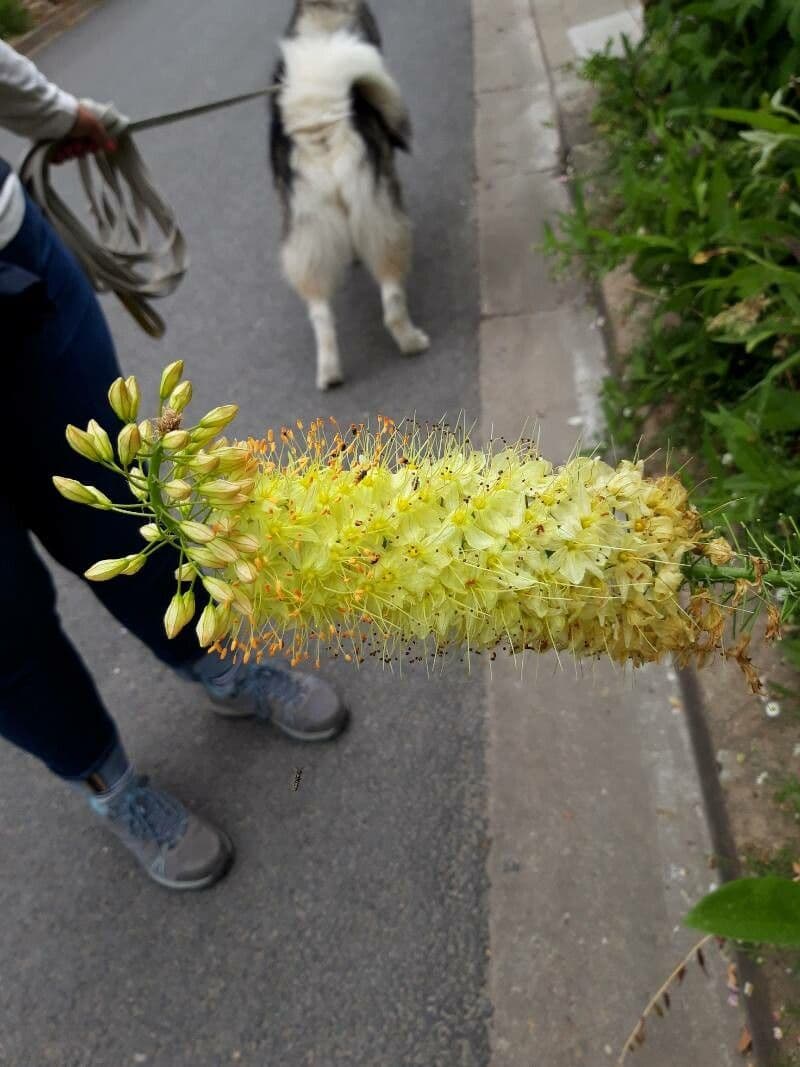 Eremurus