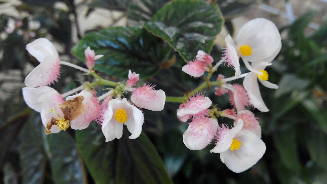 Begonia incarnata 2