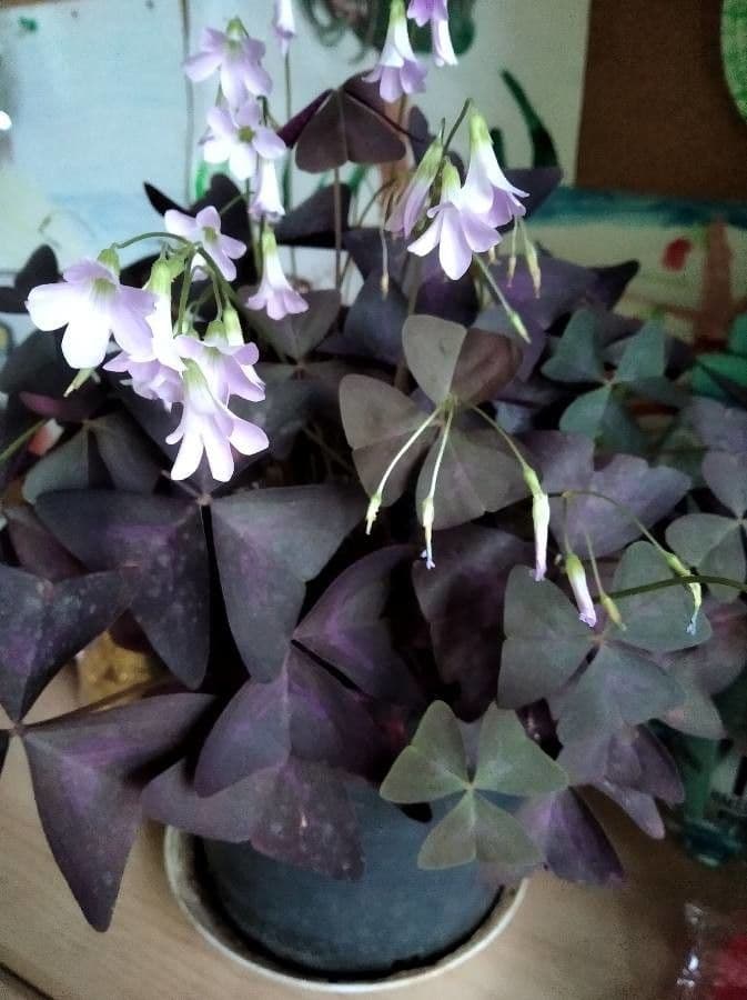 Alegría triangular 6