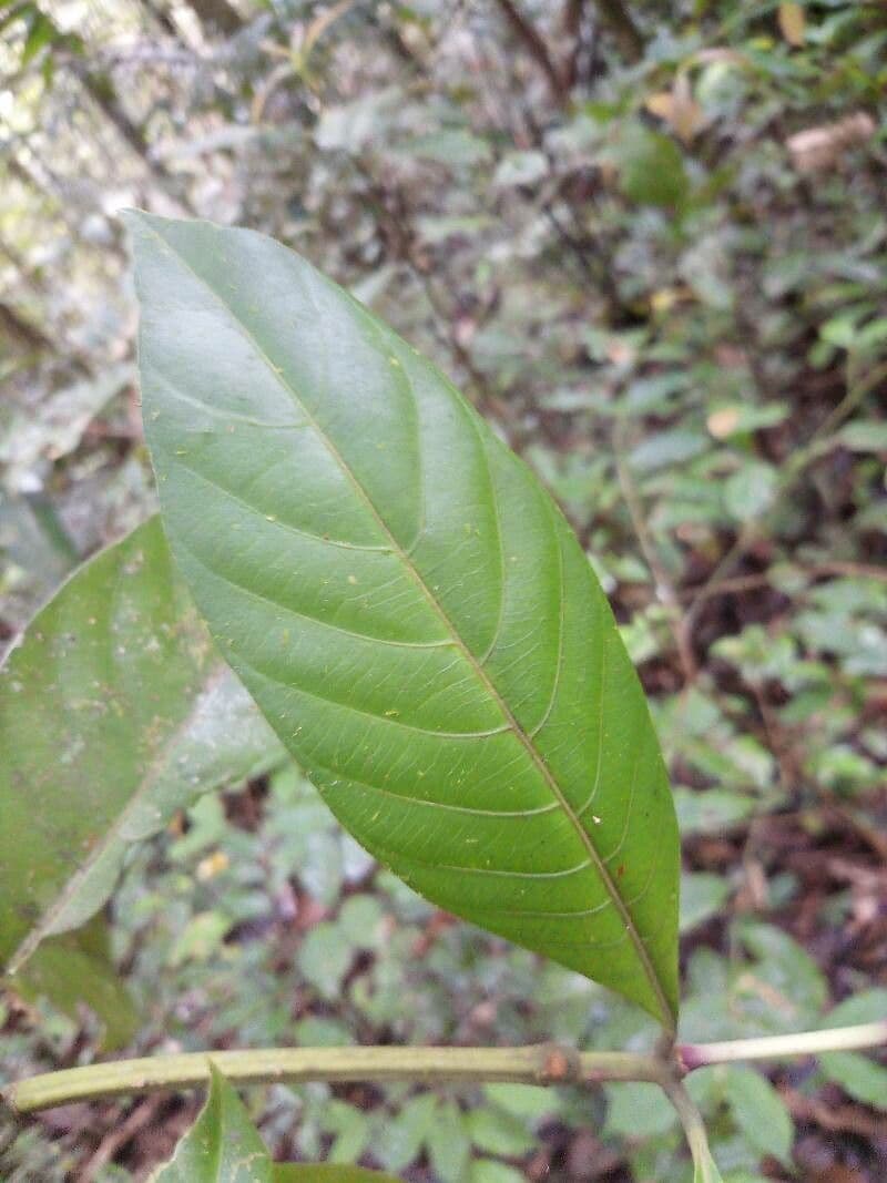 Palicourea 2