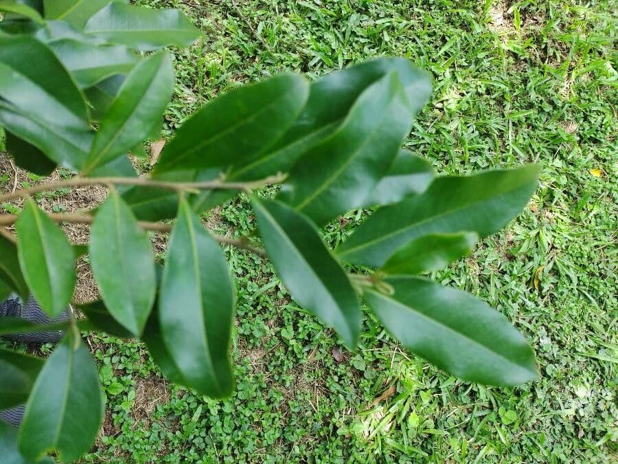 Duguetia 10