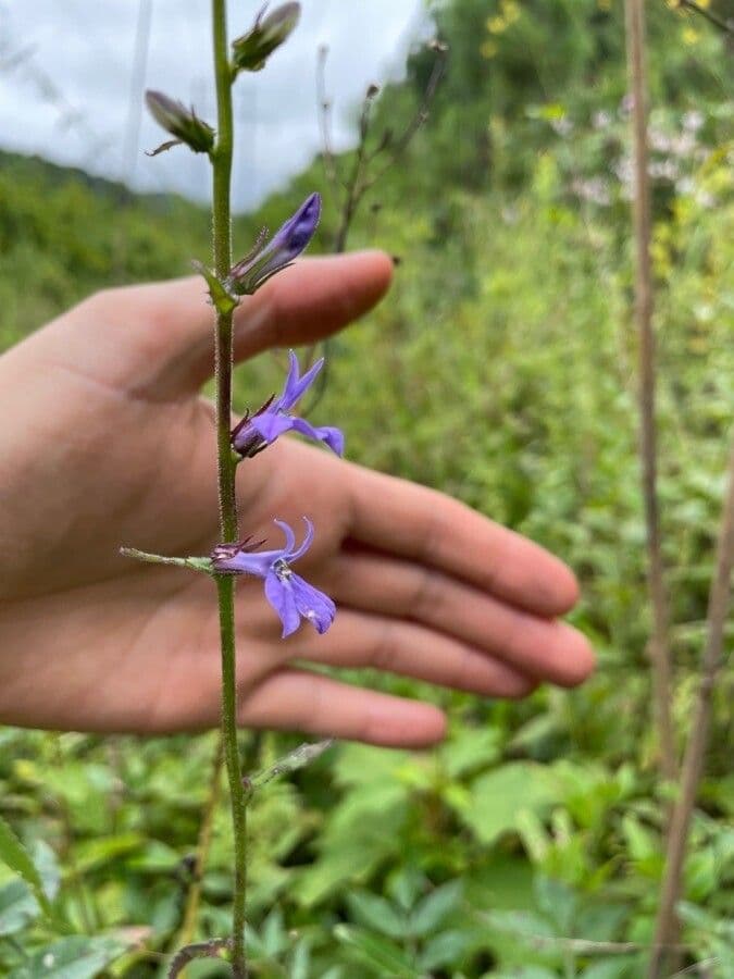 Lobelia puberula 13