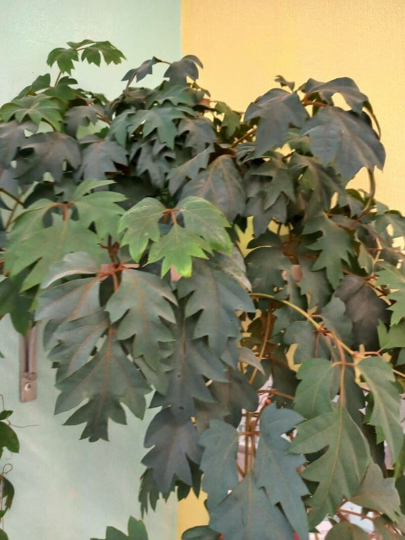 Cissus alato 8