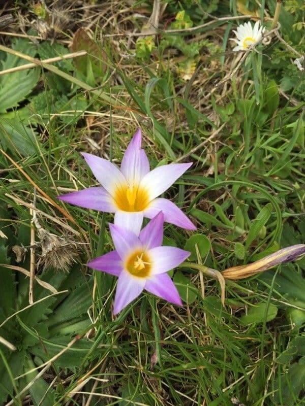 Romulea bulbocodium 8