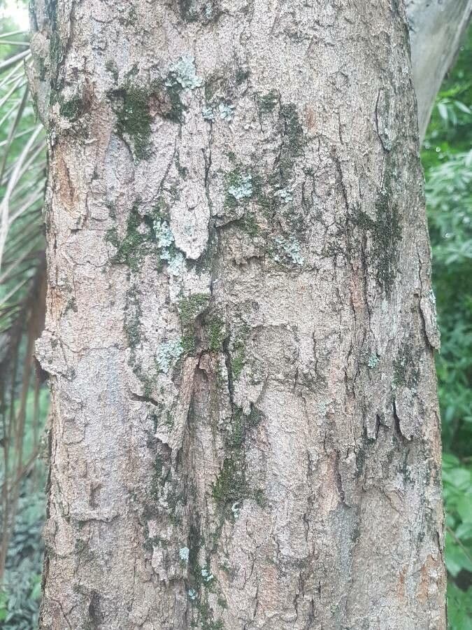 Pterocarpus 12