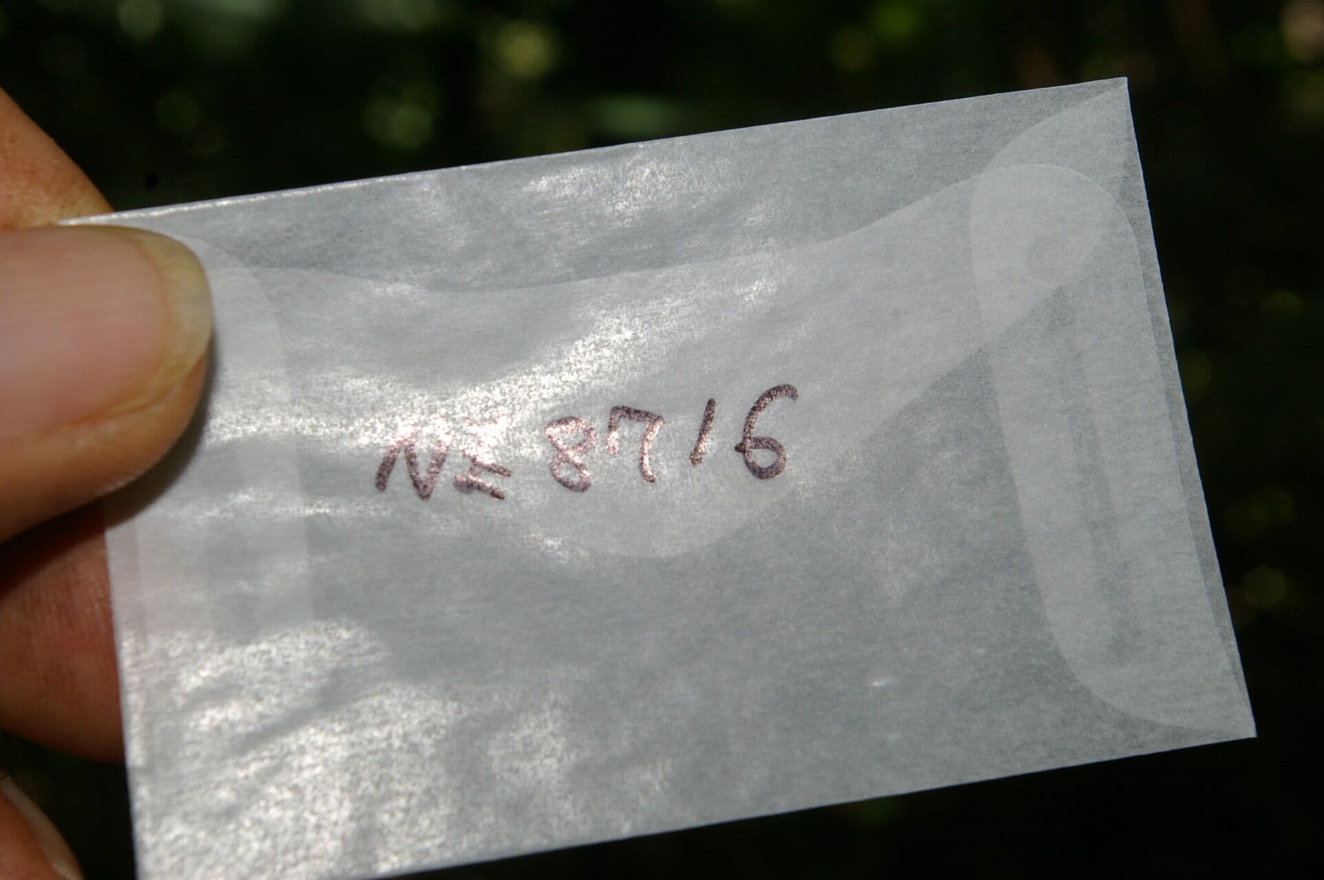 Siparuna gesnerioides 16
