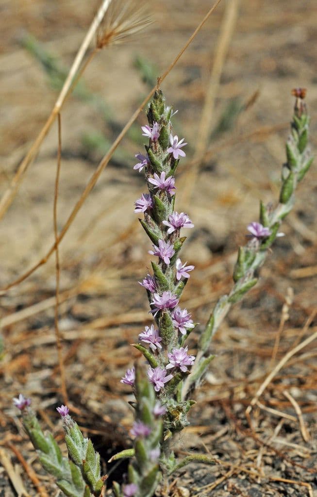 Lessingia lanuginosa 5