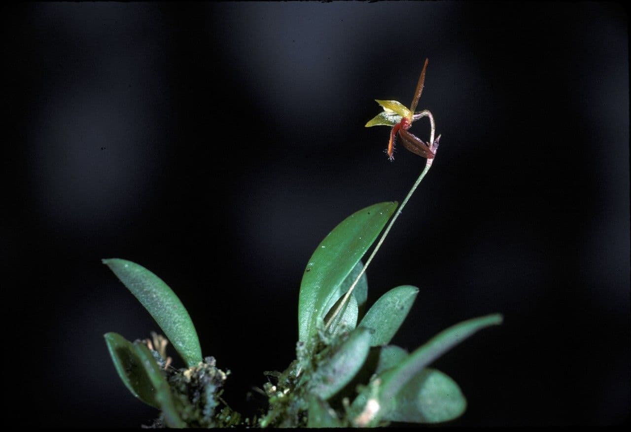 Anathallis 4