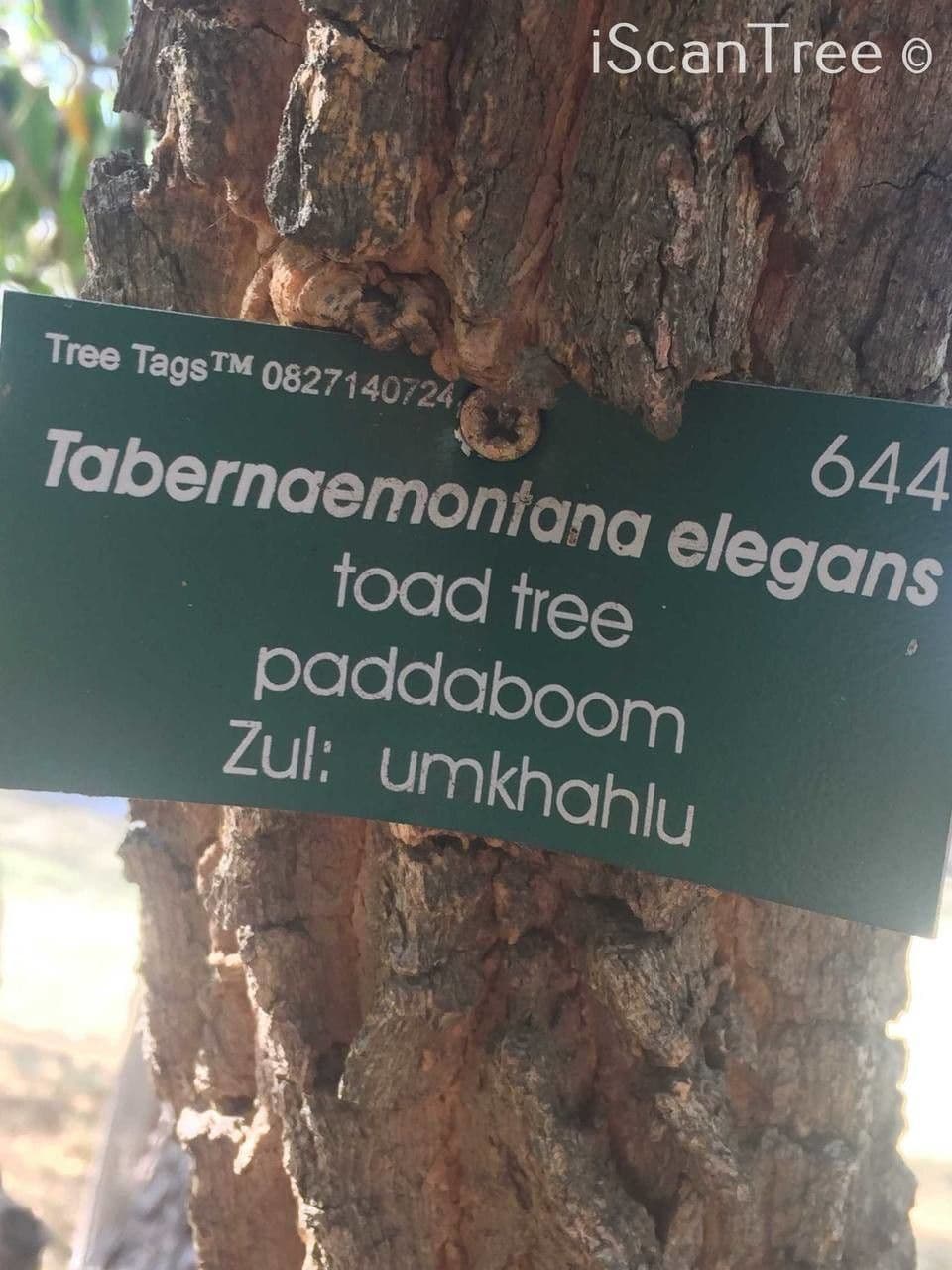 Tabernaemontana 15