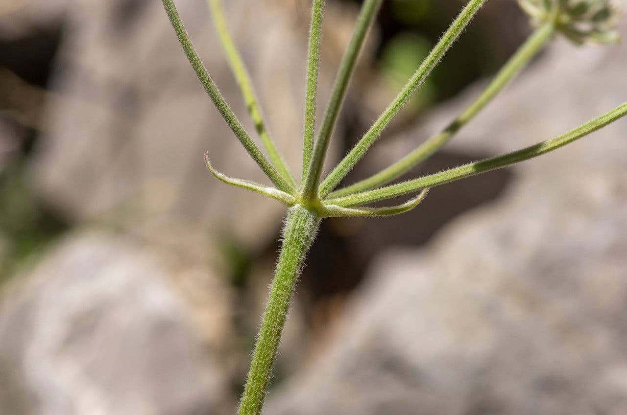 Athamanta cretensis 22