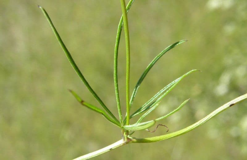 Ipomoea 7