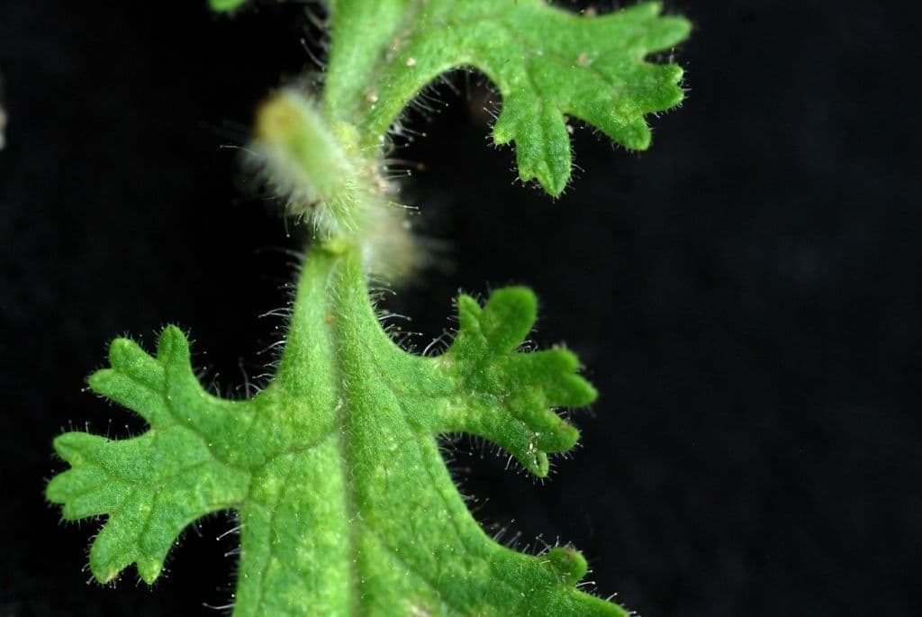 Aureolaria pectinata 14