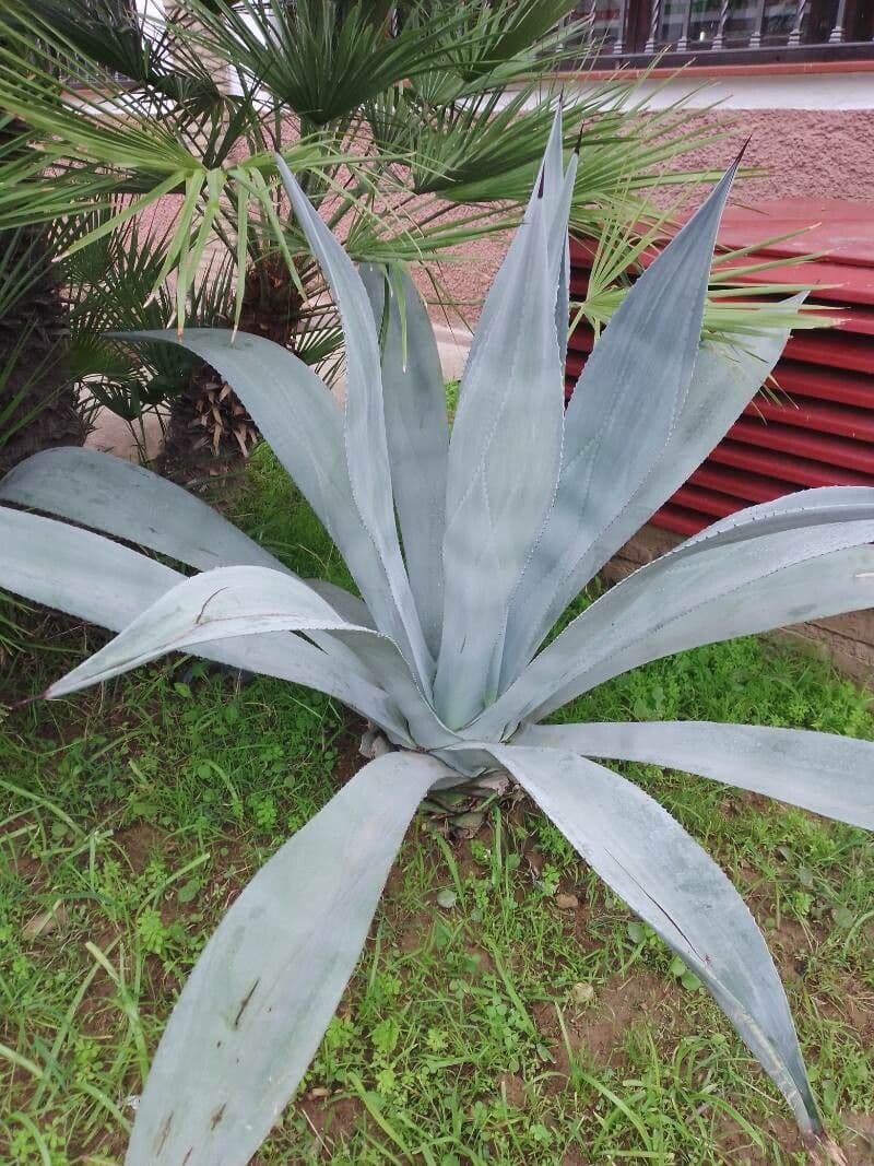 Agave 8