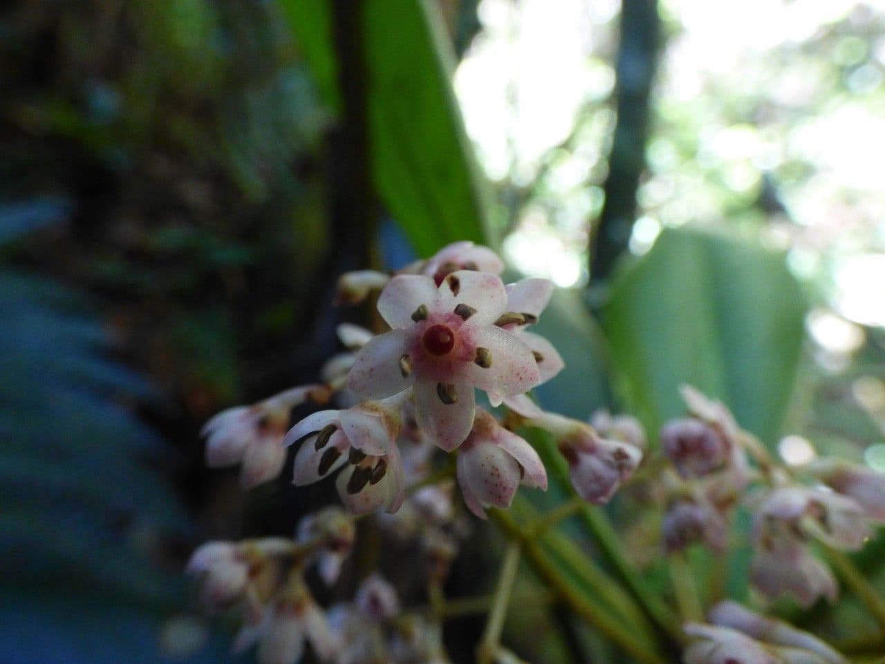 Badula 4