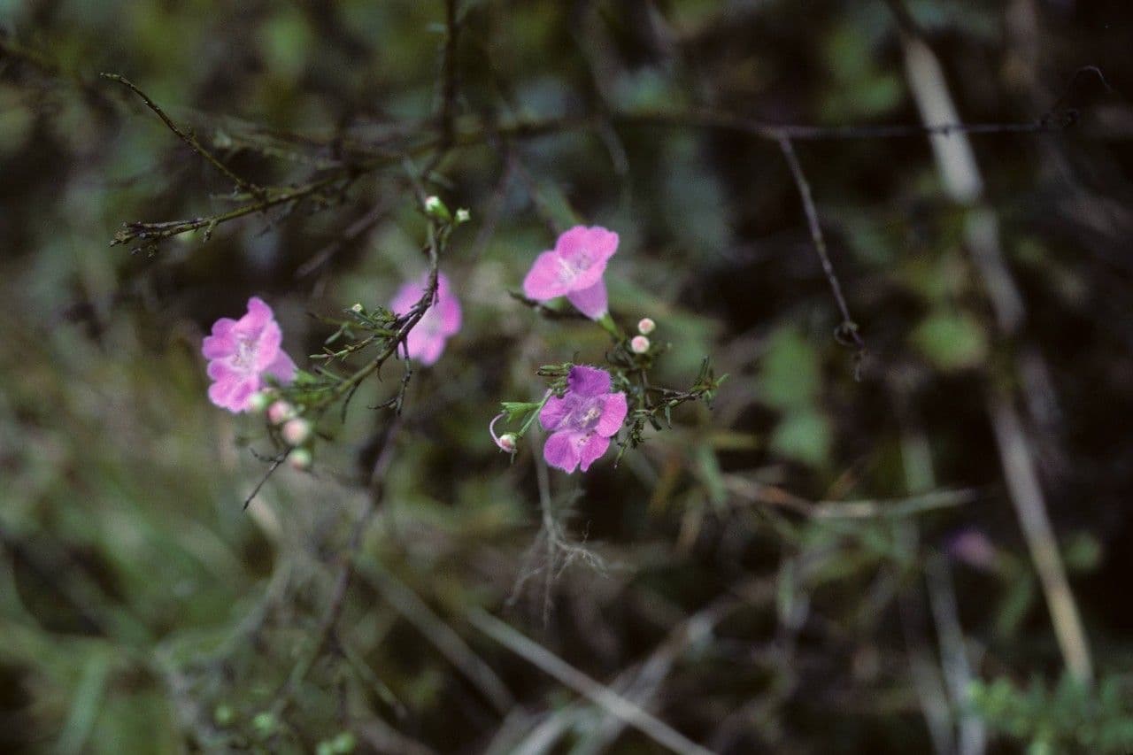 Falsche Fuchsienlilie 4