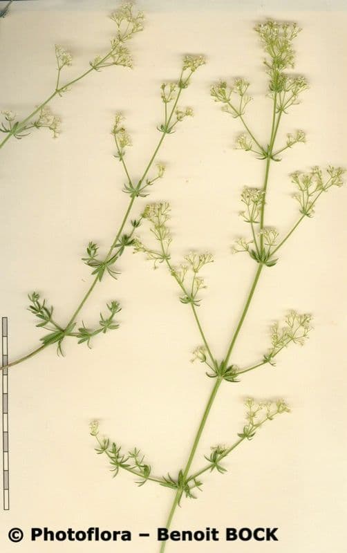 Caglio bianco 26