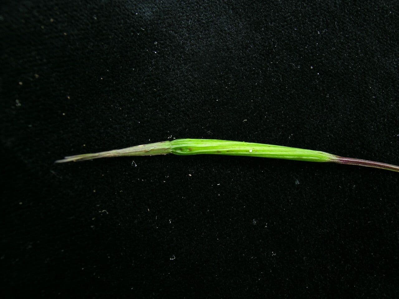 Campanula
