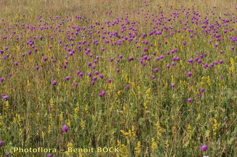 Klasea lycofolia 10