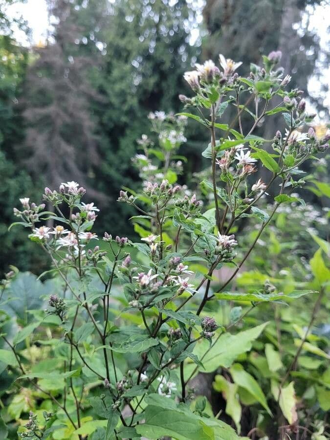 Aster divariqué 8