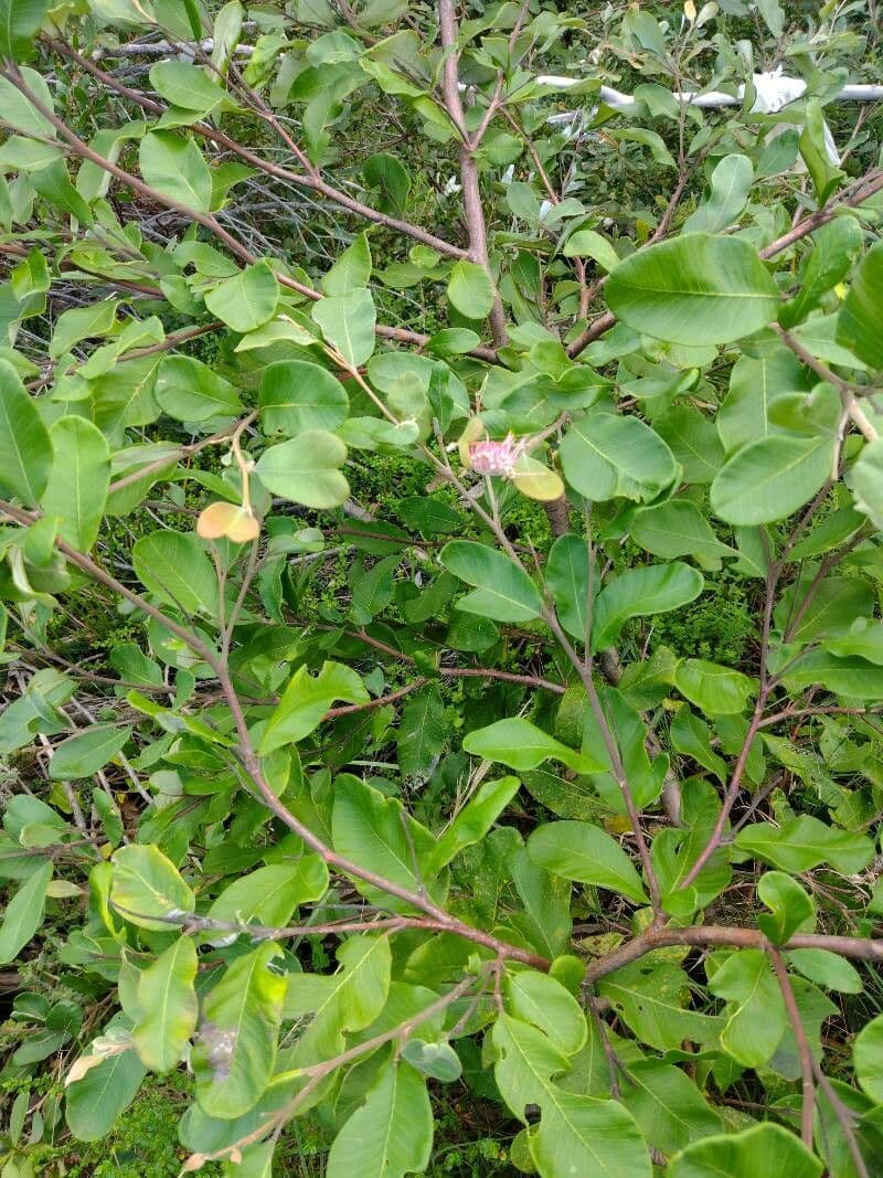 Grevillea 6