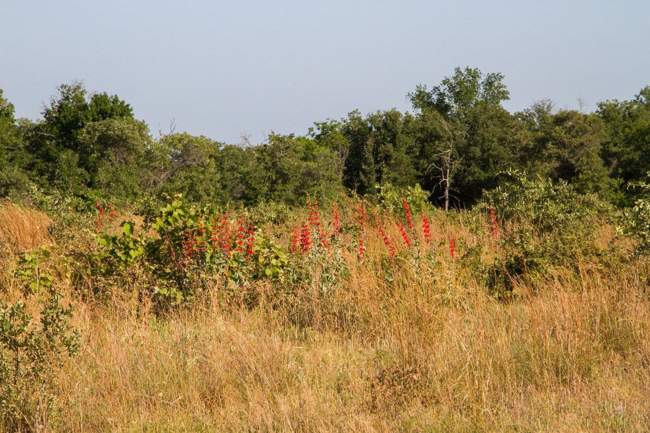 Penstemon 5