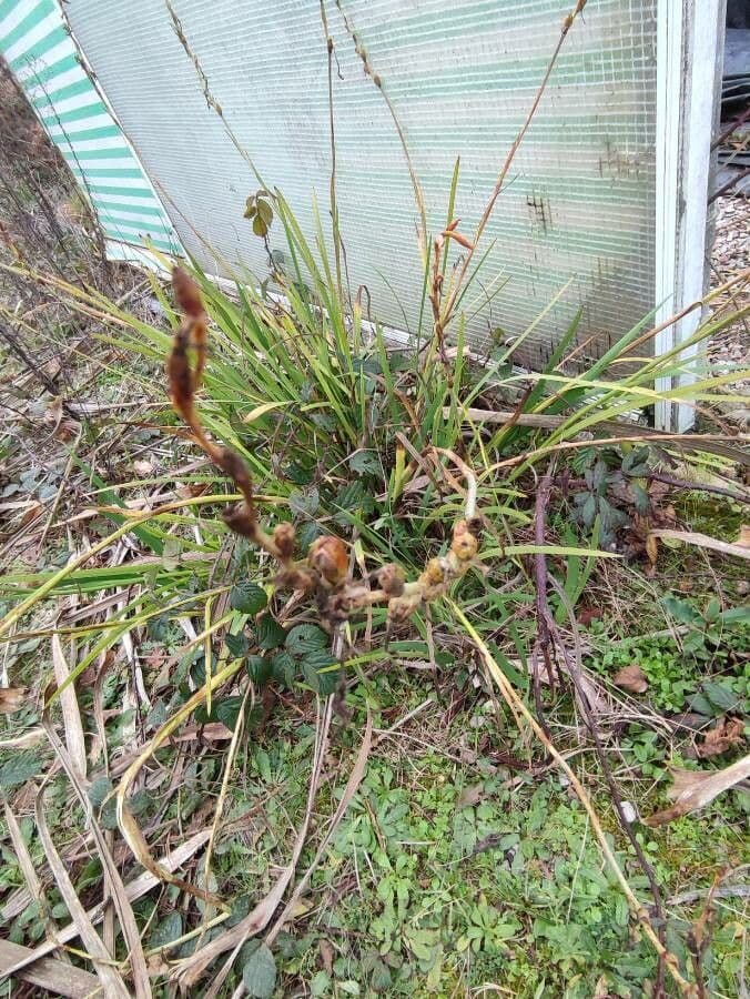 Watsonia meriana 19