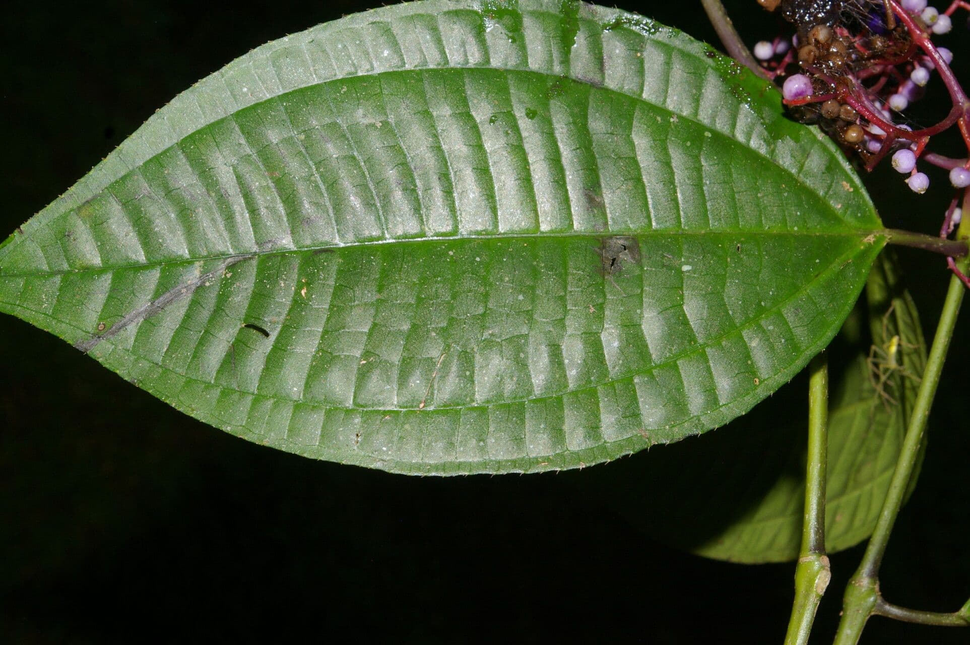 Miconia 15