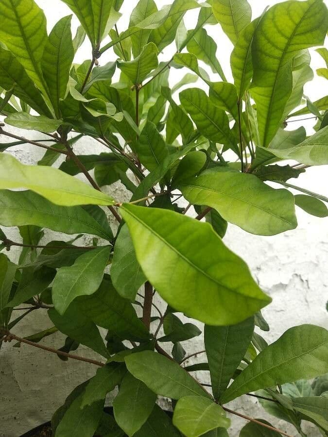 Synsepalum 19