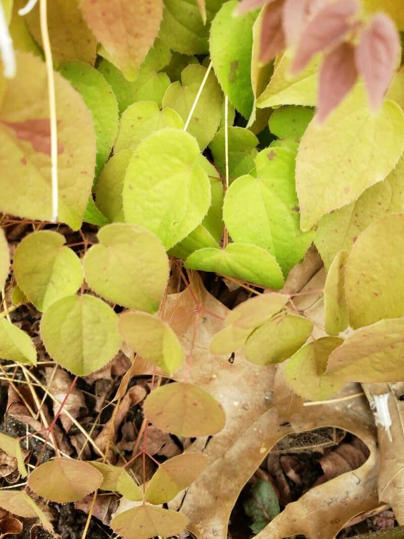 Großblütiges Elfenblümchen 6